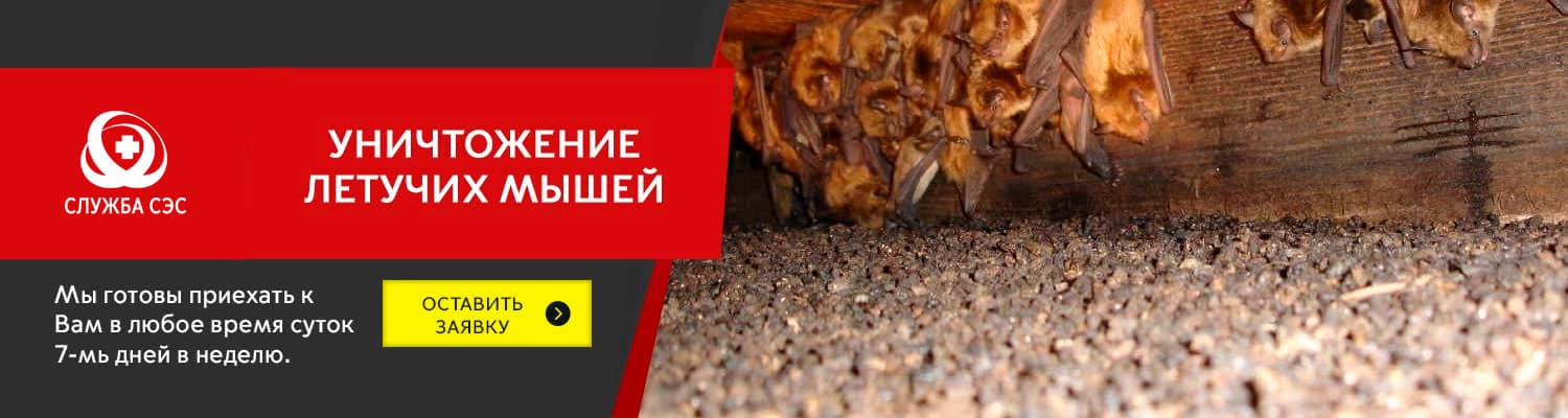 Уничтожение летучих мышей в Щелково